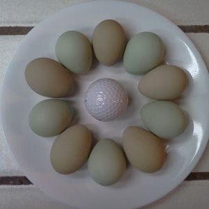 Bantam Easter Egger pullet eggs!  January 2014