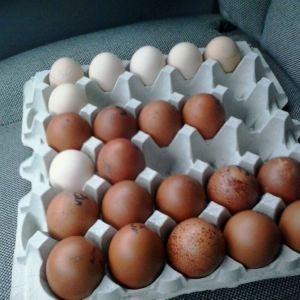 White Marans Eggs with Black Orpingtons