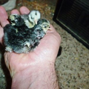 There are 5 newly hatched 2014 chicks in my hand, we have some small chicks hatching, some of the smallest eggs we have every been able to hatch as well.

To us SIZE does matter :} We don't breed big serama our goal is all breeders 250-350 grams.