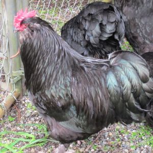 LF-Black Rooster, Boulanger Bred