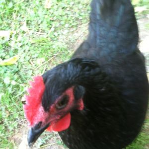 Black Australorp hen