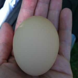 Black Australorp egg