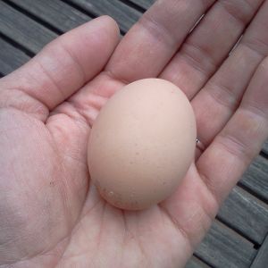 Violet's second egg!  35 grams.  black frizzle cochin bantam.