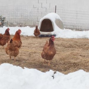 My chickens in their play area.  I put a tarp over the ground before the snow then shovel it off and fold it back.