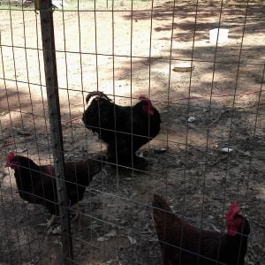 Harry Rooster and 2 of his ladies Red and Red Riding Hood.
