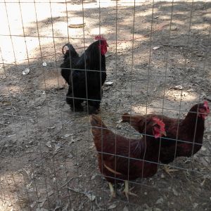 Harry the Rooster and his girls. Do you know what breed he is? He has feathers on his feet also and a iridescent green sheen on his black feathers, and he's big!