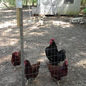 Here's Harry and 3 of his ladies. Don't know what kind of rooster he is but he's pretty and has a iridescent green sheen on his black feathers that even cover his toes. Would really like to know what he is, if anyone knows.