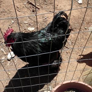 Here's Harry my beautiful rooster. He has a temper and is very territorial even with me. He's very protective of his girls, 3 RRI and 1 Easter Egg hen. Would like to find out what breed he is.