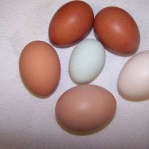 Both EE's are girls...and got my first blue/green egg today...at about 24 weeks of age :D