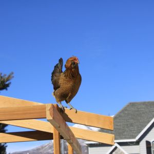 Boy is she going to be disappointed when I actually finish the new chicken coop. She seems to like it the way it is. With her love of heights it's pretty surprising that some of my neighbors still don't know I have chickens.