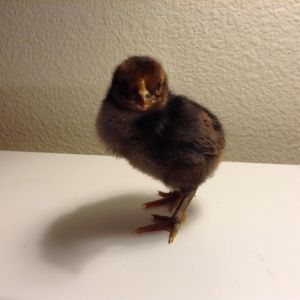 My chick that hatched 3 days ago
