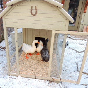They stayed in the coop when the lake was frozen. They don't like to walk on snow and they slide everywhere on ice.