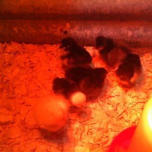 3/3/2014 Got 6 new babies: White Crested Black Polish, Golden Polish, Black Australorp, Light Brahma, Lakenvelder and a Buff Cochin