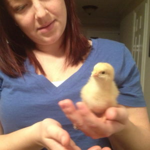 One of my buff orpington chicks; about a week old