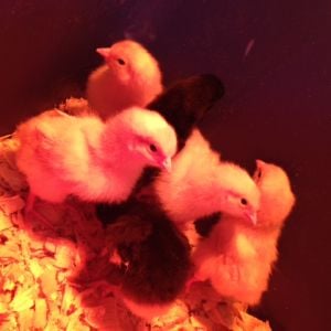 Baby chicks; one week old. 4 buff orpingtons, and 2 black giants