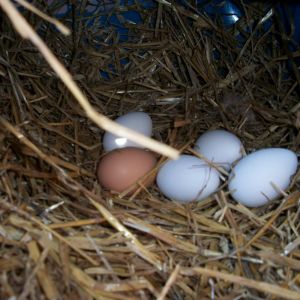 Laid where I wanted, I put fake eggs in the new nesting box, they kicked them out and put their own in there, funny stuff.