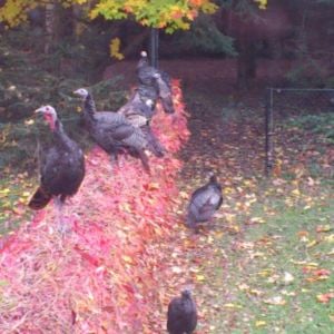 Wild Turkeys on the fence in our yard.

Springwater Township, Ontario - Oct 2012