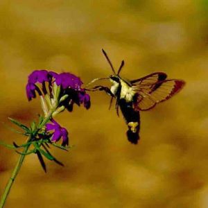 We had a rare experience with one of these "Hummingbird Moths".