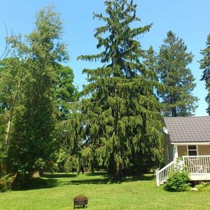 Great Norway Spruce, nearly as old as our Century Home.