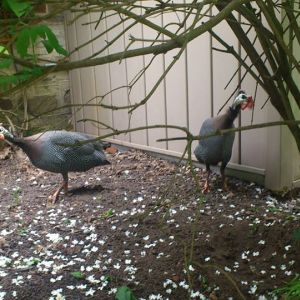 Helmeted Guinea Fowl x2 - A boy and a girl

Year 2: 2013