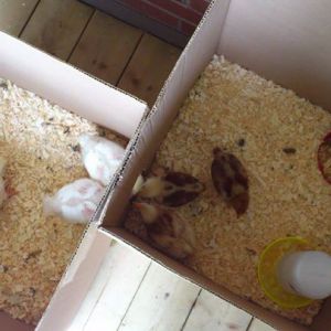 There is a doorway between the two large boxes. The chicks are discriminating, always choosing to remain with their breed.

Fast-growing meat birds on left. Egg-layer chicks on the right.

Year 1: Summer 2012