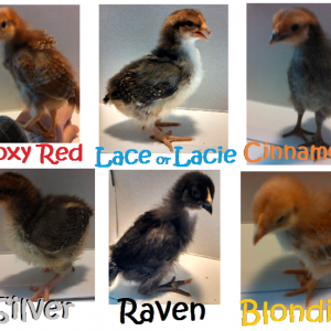 Our first chicks at 2 weeks old.