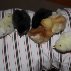 Don't ask me why but my kids thought it would be a good idea to line the chicks up on my sons back.  I got a quick group photo before I made them put the chick back in their brooder.  Sadly we lost an ISA brown a couple of days after we got them.  It was always dozy & the smallest so perhaps it wasn't well when we got it.  We had a lovely funeral for fluffy so she knew she was loved.