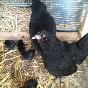 *
Bantam Ameraucana Lavender/black split hens