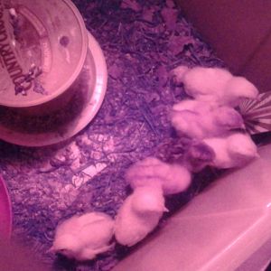 2 red pullets and 5 General pullets, I think the 4th one from the top was mixed in by mistake but we will see as she grows.