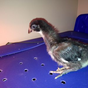 One of my Black Giant chicks, 4-5 weeks old. She's not standing up all the way...she doesn't like the flash on my camera