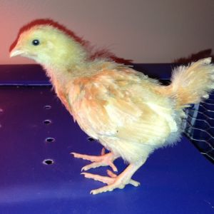 One of my Buff Orpington chicks, 4-5 weeks old