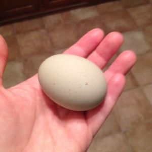 My first egg!!!!!!!!!!!!!