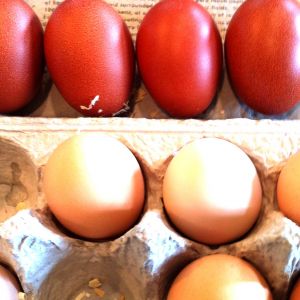 Fertile FBCM eggs and mixed variety