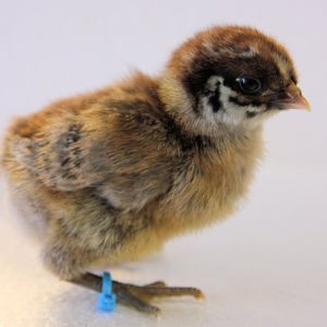 Silver chick, few days old