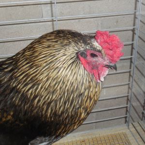 Could anyone please tell me if this is a rooster or hen?