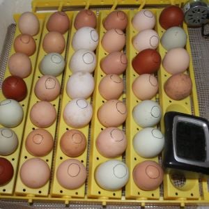 39 eggs set for hatch on 3/29/14: 4 Rouen duck eggs, 35 mixed LF chicken eggs.