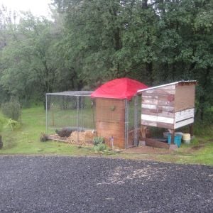 Ugly.  4'x5' coop w/5 nesting boxes & side clean out door. West wall and egg doors are wood, the remainder of the walls are double layers of fence wire with chick wire overlay.   6'x12'x6' chain link kennel run with chick wire lid.  Run perimeter is lined with fence wire 1/2 in and 1/2 outside the kennel.  Interior lined with cinder block bricks and run floor heaped w/straw.  I used an old (red!) tent rain-fly and bent a couple sticks of 1/2" PVC to form a temporary outdoor shelter from the spring showers.  The bamboo blind(s) will be used to shade the western exposure in summer but it does help to divert wind driven rain as well.