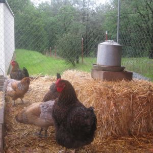 My mixed flock playing in the rain