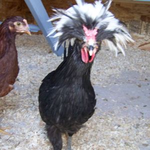 Polish crested rooster