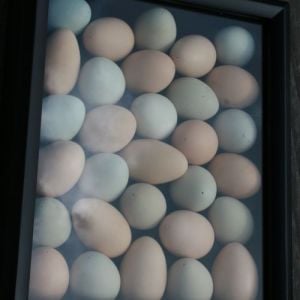 Shadowbox two.  
2014 AlpineButterfly pullet eggs.
