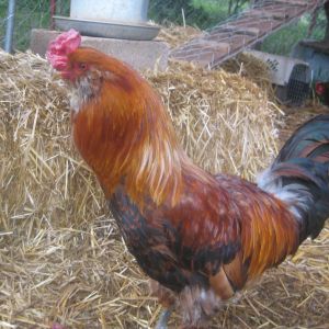 Saw this big beautiful cock for FREE on a local facebook farm & garden group... two hours later our girls had a seasoned Ameracauna rooster who is non-aggressive with people and other animals (cats, dogs, etc)!  I'm thinking we have to get him a few more girls &/or build a little bachelor pad for him ASAP.  Has one spur missing (long healed)?

We shall eat all the brown eggs & let any ol' gal who goes broody to set out a clutch of blues! 
OMG, I'll have to quit my job and work full time toward cobbling together the second coop/run, nesters &,.. and... and...  *wanders off absently muttering*