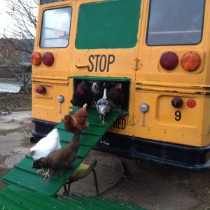 Chickens coming out of Bus Coop in the morning.