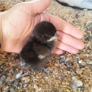 An Australorp chick hatched by one of our hens.