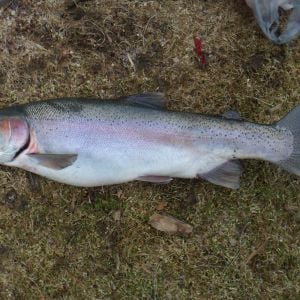 9 lb. rainbow trout