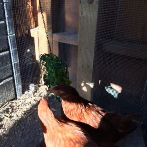 Lettuce and baby chard from the garden are a favorite treat for the girls. A suet basket works perfectly, too.