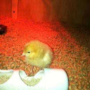 First chick was a Gold Sex Link from farmer coop.