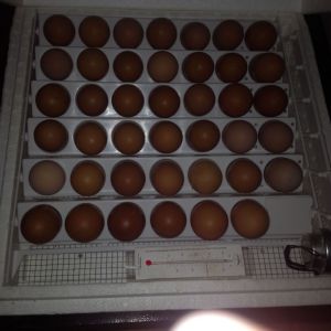 Incubating cuckoo maran eggs 4-2-14