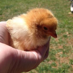 New Hampshire Red Chick