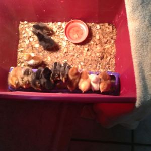 My chick chicks perching on their food container?