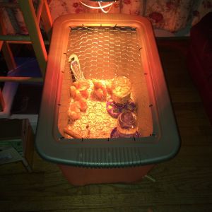 Tote brooder box with our new family members nice and comfy.